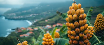 Ripe Madeira bananas cluster with a scenic view of Madeira’s coastal cliffs and the Atlantic Ocean in the background.